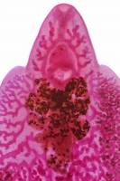Petite douve du foie - ver parasite - (Fasciola hepatica, détail de la tête) x6